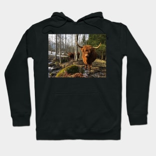 Scottish Highland Cattle Cows 2295 Hoodie